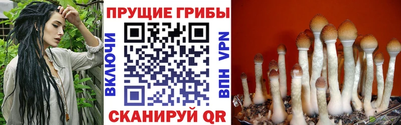 Галлюциногенные грибы прущие грибы  Никольск 